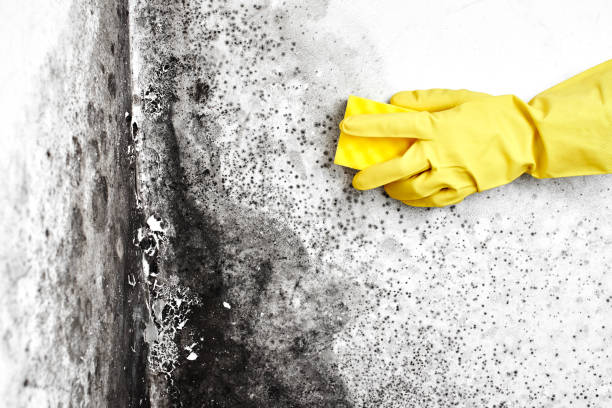 Best Basement Mold Remediation in West Freehold, NJ