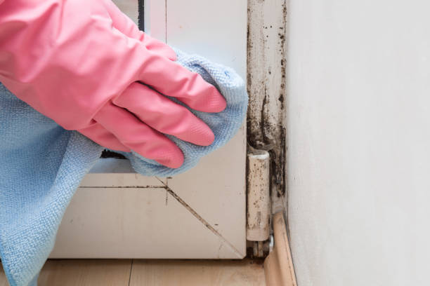 Best Attic Mold Remediation in West Freehold, NJ