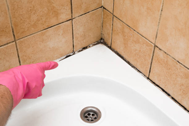 Best Residential Mold Remediation in West Freehold, NJ
